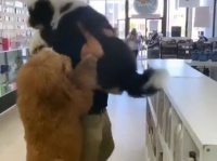 ずるいよ自分も抱っこして！大きな犬を抱きかかえた飼い主に抱っこをおねだりする大型犬