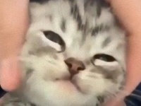 小さなお顔を包むとぷるぷる＆こねこね。子猫の安心しきった表情の可愛さにReddit民悶絶