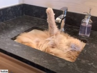 猫氏、溶ける。原形をとどめないほど液体化が進む