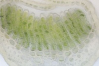 永遠の命を得ることができる？－科学者が発見した老化プロセスのスイッチをオフにする方法