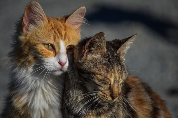 cats2_e