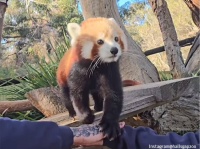 動物たちの前で人間が手と手を合わせるとどうなるか？ハンズイン・チャレンジに動物園が参戦！