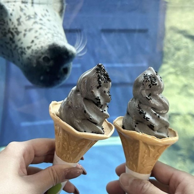 あざらしソフト（画像提供：新江ノ島水族館）