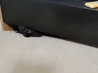 急な登場に衝撃！あるところから出てきたネコちゃんの動画に驚く人が続出