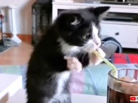 子猫「びよんびよん、この細いヤツ何やろか？」と、ストローをくわえてみたり遊んだり
