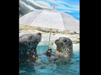 相合傘をする水雨ちゃんと海雨くん。超かわいい（写真は新屋島水族館提供）