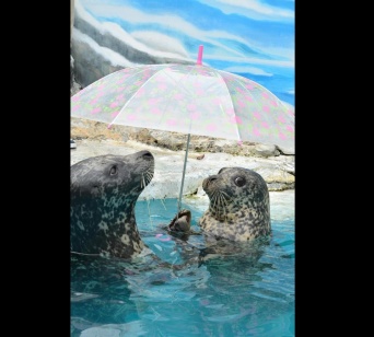 相合傘をする水雨ちゃんと海雨くん。超かわいい（写真は新屋島水族館提供）