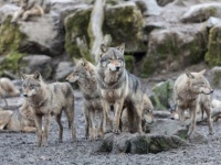 特別な任務の為、カナダからヘリコプターでアメリカに上陸した4頭のオオカミ
