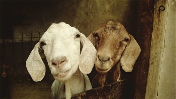 goat-556375_640_e