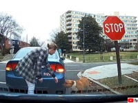 道路にいた迷い犬がドライバーたちの連携プレイで飼い主の手に戻るまで（やさしい世界）