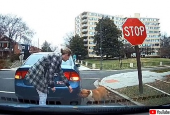 道路にいた迷い犬がドライバーたちの連携プレイで飼い主の手に戻るまで（やさしい世界）