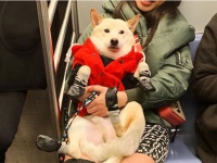 今日はいいことあるかも！公共交通機関で犬に出会った瞬間のほっこり感ったら！