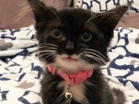 口角がきゅんっと上がって極上のキャットスマイル。笑顔が魅力の保護猫「チューリップ」の物語（カナダ）