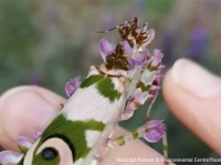 可憐な花にしか見えない！美しすぎて発見者を驚かせたハナカマキリ（南アフリカ）※カマキリ出演中
