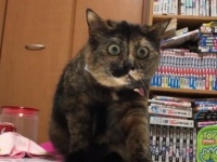 ねこざくろ（＠_nekozakuro）さんのツイート