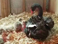 水鳥たちからいじめられていた黒鳥。保護されてもしばらく状況は変わらなかったが、愛する存在を得る（アメリカ）