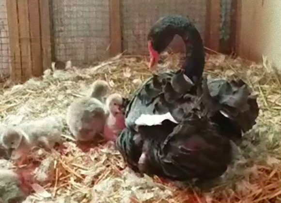水鳥たちからいじめられていた黒鳥。保護されてもしばらく状況は変わらなかったが、愛する存在を得る（アメリカ）