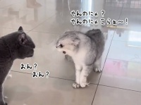 猫さんたちやめなはれ！やさしくスマートに喧嘩を仲裁する大型犬