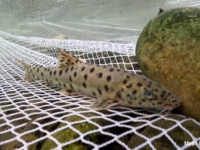 うれしいニュース。トルコで絶滅したと思われていた伝説の淡水魚を発見