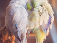 愛すべきパステルカラーの鳥、マメルリハたちのキュートの画像