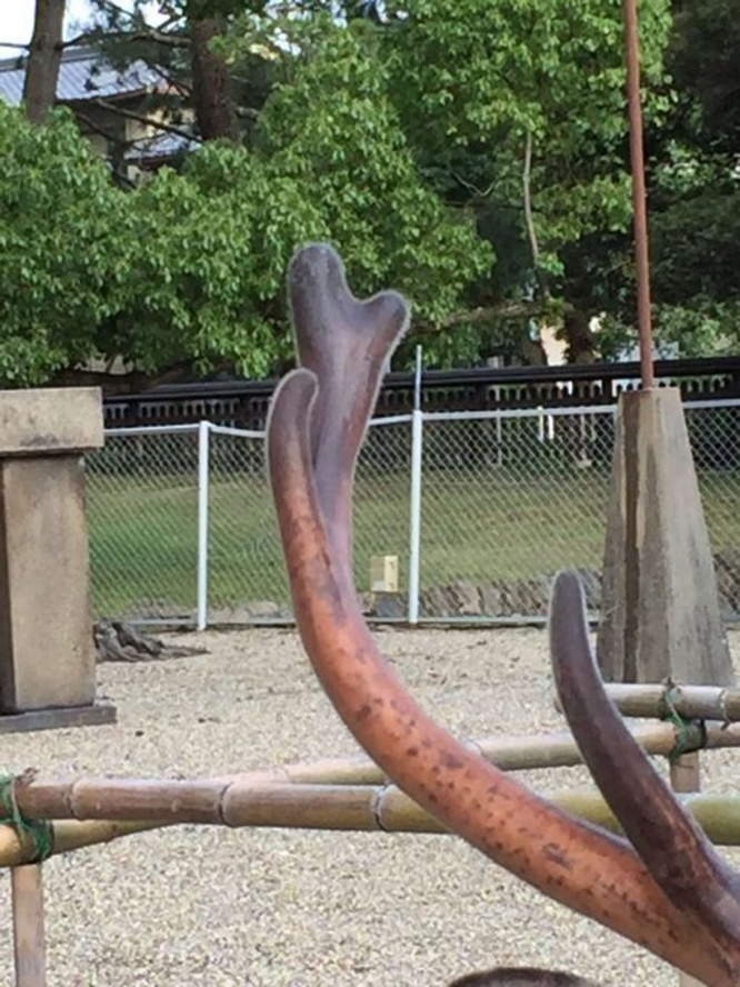 産毛っぽいものが生えている（画像は編集部撮影）