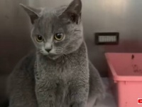 「いったいどうしたの？」お腹が異様に膨れた猫、保護され治療を受け、幸せな第二の猫生を歩み始める