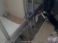 ハスキーが保護施設で脱走騒ぎ、おやつを盗もうとし警察に逮捕される