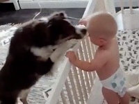 防犯カメラが映していたのはベビーシッター犬。赤ちゃんが泣くと面倒を見る犬が発見されたよ