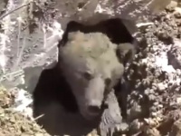 浄化槽に転落し興奮したクマを救出！