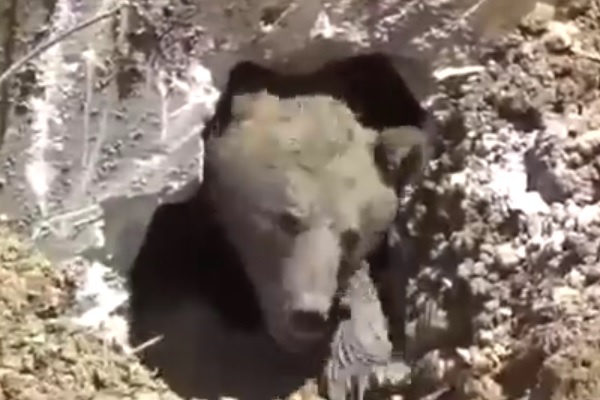 浄化槽に転落し興奮したクマを救出！