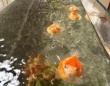 「オハヨー、ニンゲン！」「エサくれー！」　朝起きると近寄ってきて...まんまる金魚の〝おねだり〟に2.4万人胸キュン