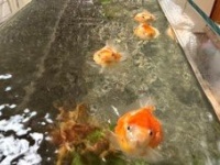 「オハヨー、ニンゲン！」「エサくれー！」　朝起きると近寄ってきて...まんまる金魚の〝おねだり〟に2.4万人胸キュン