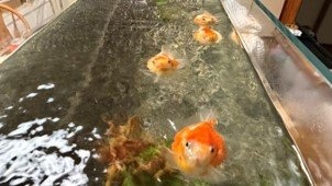 「オハヨー、ニンゲン！」「エサくれー！」　朝起きると近寄ってきて...まんまる金魚の〝おねだり〟に2.4万人胸キュン