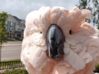 【音量注意】これで合ってる？「クヮークヮックヮックヮッ！」他の鳥の鳴き声を見事に真似るオオバタン