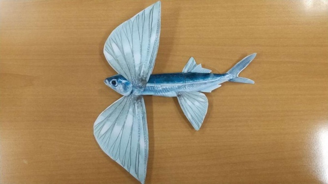 トビウオ完成？（画像は編集部撮影）