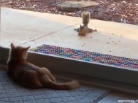 猫を肴にセクシーポーズでナッツを食べるリス