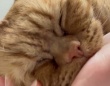 がぶがぶフミフミ……究極の愛情表現？を見せる猫ちゃんの姿にキュン♡