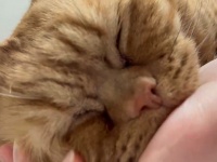 がぶがぶフミフミ……究極の愛情表現？を見せる猫ちゃんの姿にキュン♡