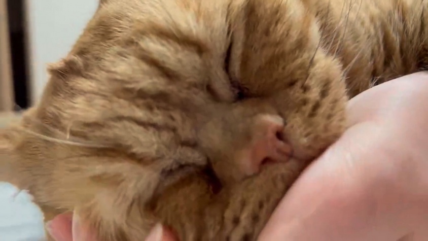 がぶがぶフミフミ……究極の愛情表現？を見せる猫ちゃんの姿にキュン♡