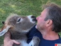 世界は愛を求めている。ロバを抱きかかえた男性が歌う子守歌