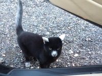 誰が逆パンダだっちゅーの。とても人懐こい猫なんだから（イギリス）