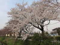 「13本目の桜」（羽生市提供）