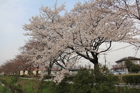 「13本目の桜」（羽生市提供）