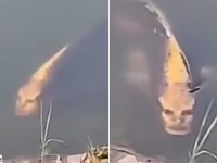 その魚、あまりにも人面魚。人の顔そっくりの模様を持つ鯉の姿が話題に
