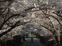 岡山にある〝日本で最も美しい村〟が、泣けてくるほど「日本らしい」　桜×宿場町が織りなす春の情景に感謝