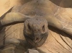 「わ～お…」ゾウガメの交尾の声がとっても人間臭い