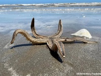 テキサスの海岸で巨大ヒトデに遭遇した女性、人間の顔のサイズだった