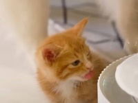 「ボク、落ち着いてお水が飲みたいの！」子猫が水飲み場にいると、兄猫や兄犬がとっかえひっかえやって来る