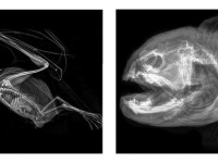 骨まで愛そう！オレゴン動物園が公開した繊細で美しい、動物たちのレントゲン画像