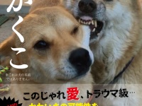 辰巳出版株式会社のプレスリリース画像